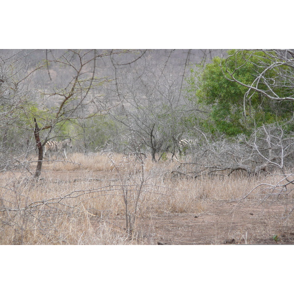 Picture South Africa Kruger National Park Mpondo 2008-09 17 - Tours Mpondo