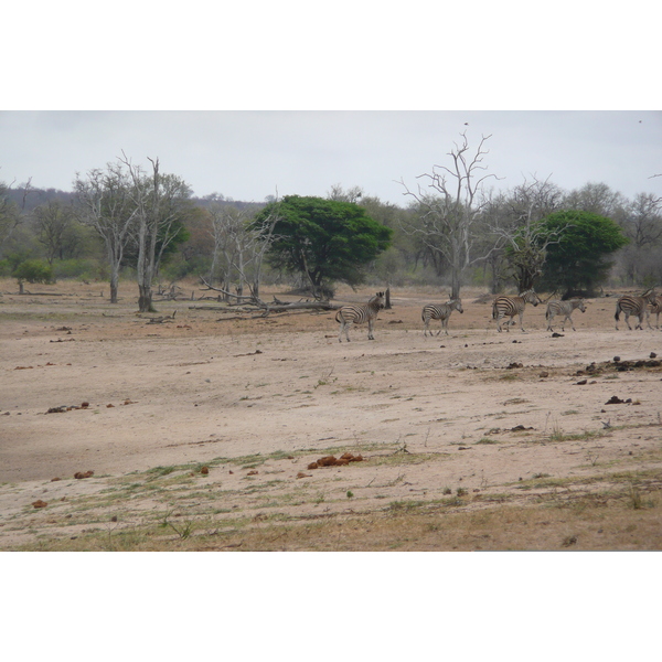 Picture South Africa Kruger National Park Mpondo 2008-09 23 - History Mpondo