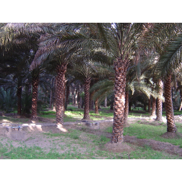 Picture United Arab Emirates Al Ain Al Ain Oasis 2005-03 33 - History Al Ain Oasis