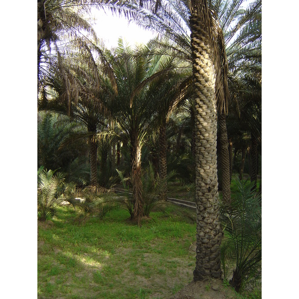 Picture United Arab Emirates Al Ain Al Ain Oasis 2005-03 11 - Journey Al Ain Oasis