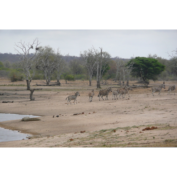 Picture South Africa Kruger National Park Mpondo 2008-09 5 - Tours Mpondo