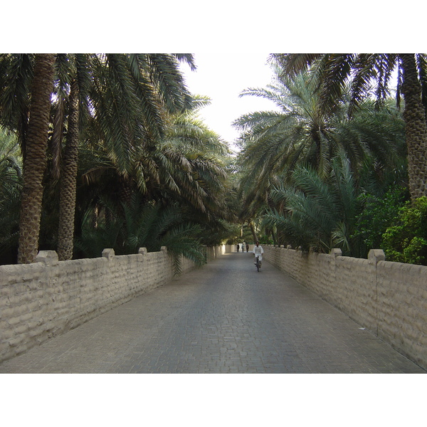 Picture United Arab Emirates Al Ain Al Ain Oasis 2005-03 30 - Discovery Al Ain Oasis