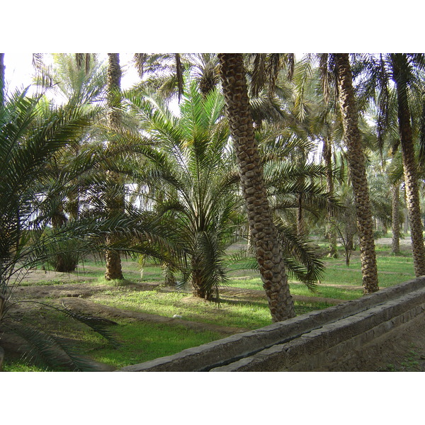 Picture United Arab Emirates Al Ain Al Ain Oasis 2005-03 10 - Recreation Al Ain Oasis