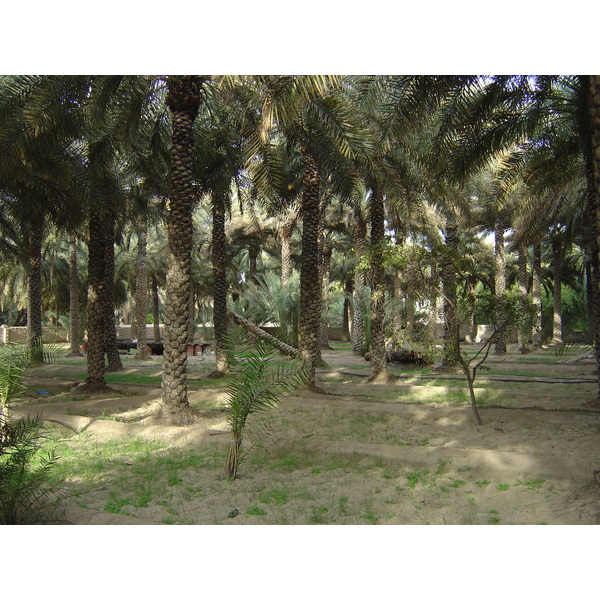 Picture United Arab Emirates Al Ain Al Ain Oasis 2005-03 2 - Center Al Ain Oasis