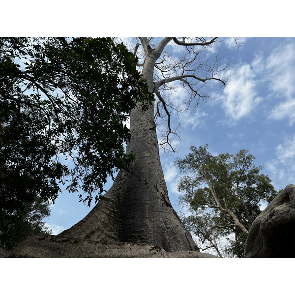 Picture Cambodia Siem Reap Ta Prohm 2023-01 101 - Recreation Ta Prohm