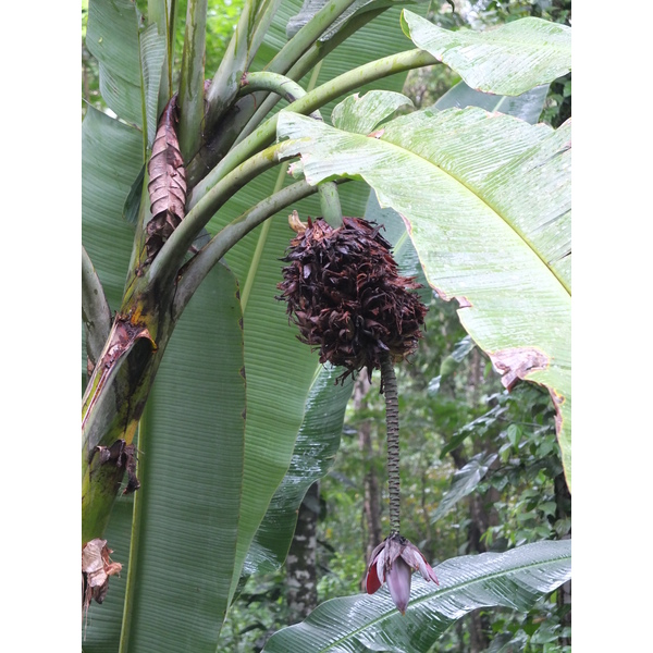 Picture Costa Rica Puerto Viejo de Talamanca 2015-03 49 - Tour Puerto Viejo de Talamanca