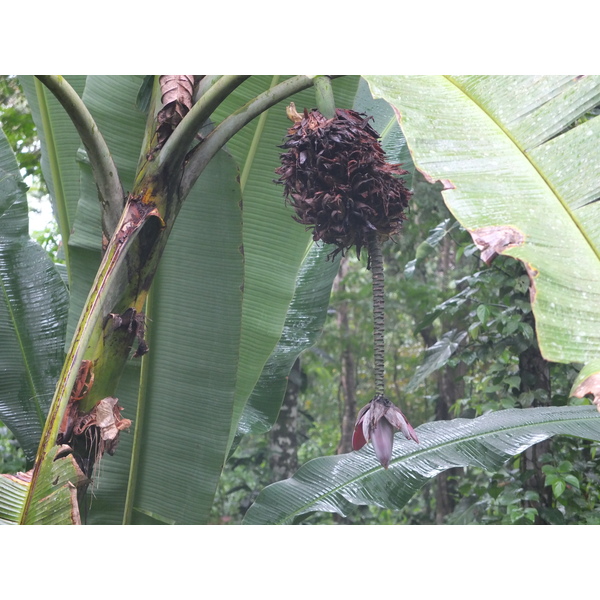 Picture Costa Rica Puerto Viejo de Talamanca 2015-03 47 - Center Puerto Viejo de Talamanca