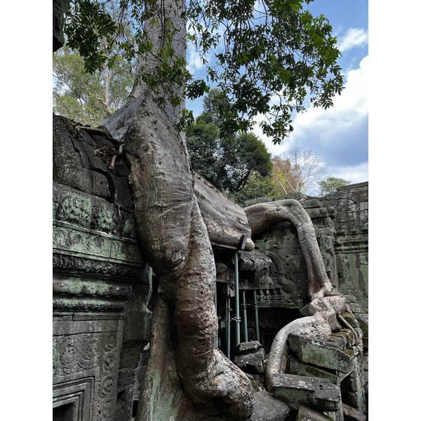 Picture Cambodia Siem Reap Ta Prohm 2023-01 64 - Discovery Ta Prohm