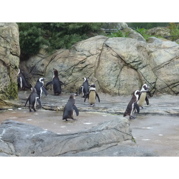 Picture France Le Croisic Ocearium 2009-10 0 - History Ocearium