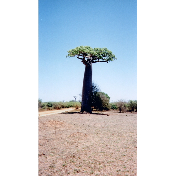 Picture Madagascar Tsingy 1999-10 20 - Around Tsingy