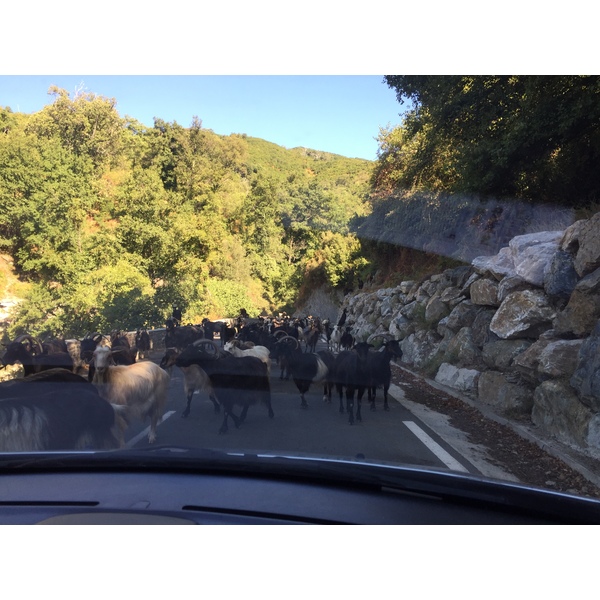 Picture France Corsica Felce 2017-09 7 - Around Felce