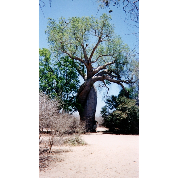 Picture Madagascar Tsingy 1999-10 10 - Recreation Tsingy