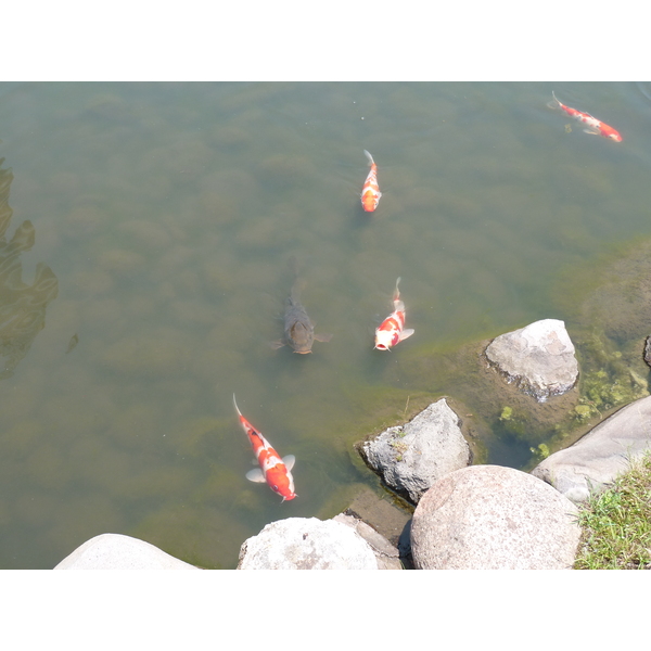 Picture Japan Tokyo Kyu Shiba rikyu Gardens 2010-06 17 - Tour Kyu Shiba rikyu Gardens