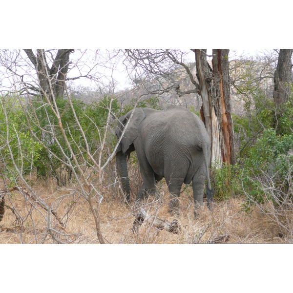 Picture South Africa Kruger National Park 2008-09 67 - Journey Kruger National Park