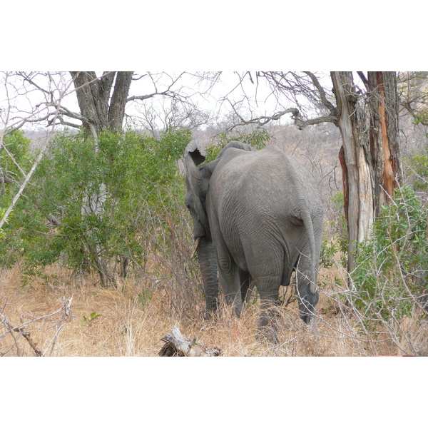 Picture South Africa Kruger National Park 2008-09 77 - Around Kruger National Park