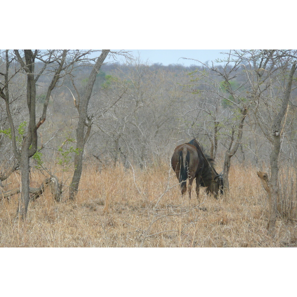 Picture South Africa Kruger National Park 2008-09 70 - History Kruger National Park