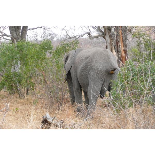 Picture South Africa Kruger National Park 2008-09 36 - Tour Kruger National Park