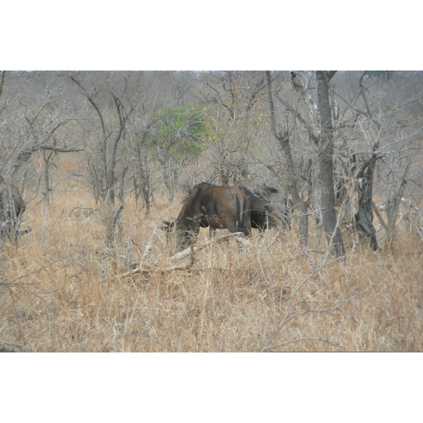 Picture South Africa Kruger National Park 2008-09 89 - Center Kruger National Park