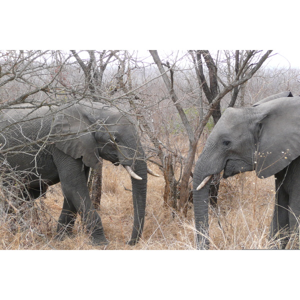 Picture South Africa Kruger National Park 2008-09 160 - Tours Kruger National Park