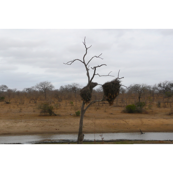 Picture South Africa Kruger National Park 2008-09 127 - Journey Kruger National Park