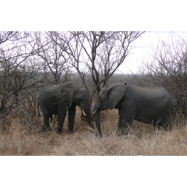 Picture South Africa Kruger National Park 2008-09 171 - Center Kruger National Park