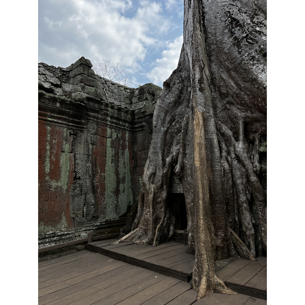 Picture Cambodia Siem Reap Ta Prohm 2023-01 80 - Recreation Ta Prohm