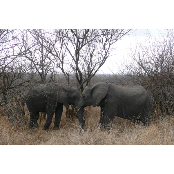 Picture South Africa Kruger National Park 2008-09 119 - Tour Kruger National Park