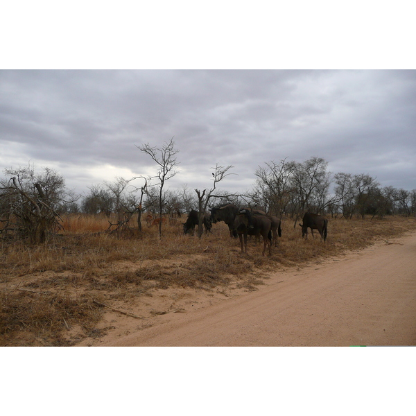 Picture South Africa Kruger National Park 2008-09 69 - Discovery Kruger National Park