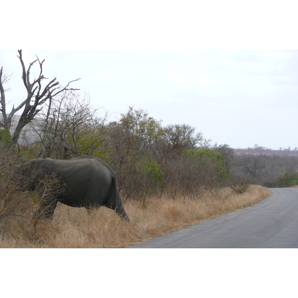 Picture South Africa Kruger National Park 2008-09 106 - Around Kruger National Park