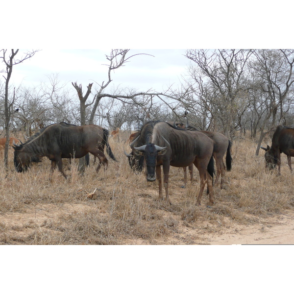 Picture South Africa Kruger National Park 2008-09 90 - Discovery Kruger National Park