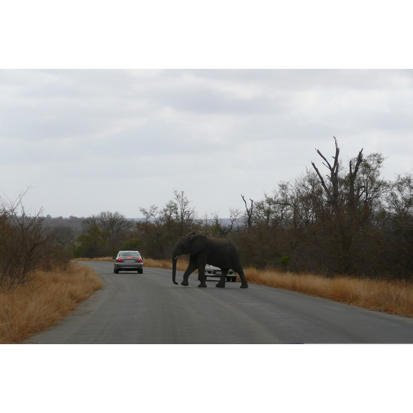 Picture South Africa Kruger National Park 2008-09 125 - Tours Kruger National Park