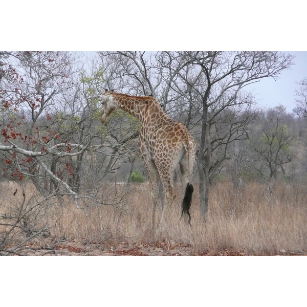 Picture South Africa Kruger National Park 2008-09 54 - Discovery Kruger National Park