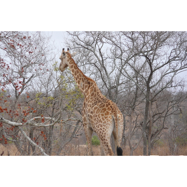 Picture South Africa Kruger National Park 2008-09 148 - Tours Kruger National Park