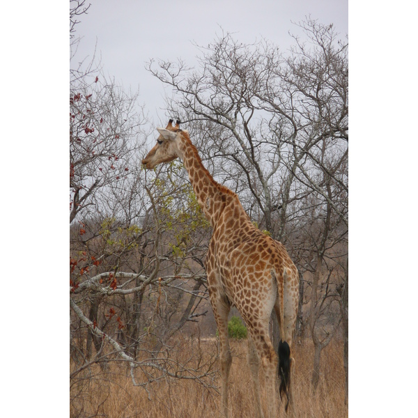 Picture South Africa Kruger National Park 2008-09 149 - History Kruger National Park