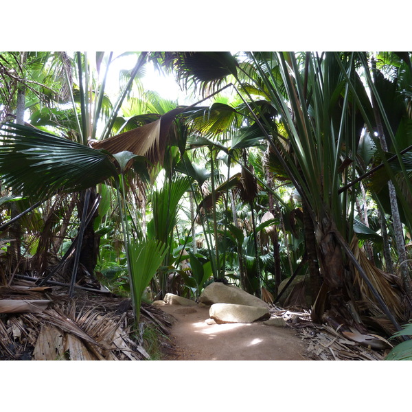 Picture Seychelles Vallee de Mai 2011-10 27 - Discovery Vallee de Mai