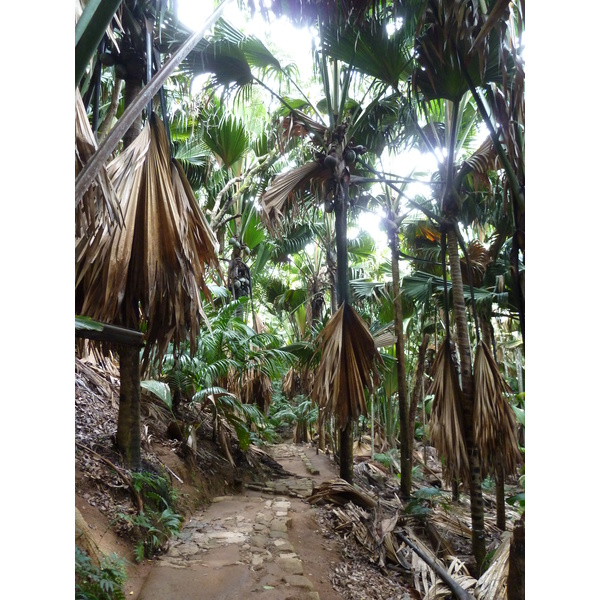 Picture Seychelles Vallee de Mai 2011-10 0 - Center Vallee de Mai