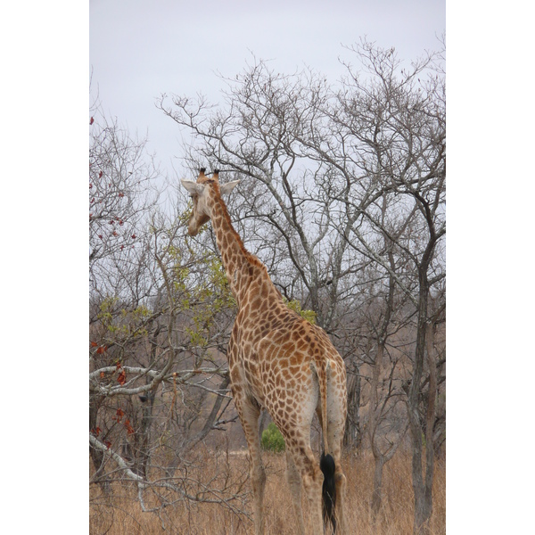 Picture South Africa Kruger National Park 2008-09 130 - Around Kruger National Park