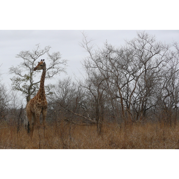 Picture South Africa Kruger National Park 2008-09 129 - History Kruger National Park