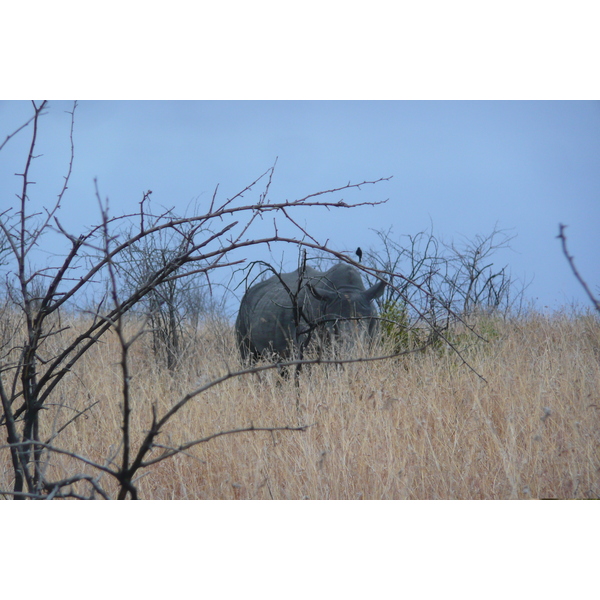 Picture South Africa Kruger National Park 2008-09 150 - Journey Kruger National Park