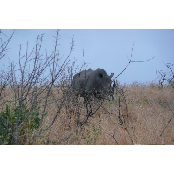 Picture South Africa Kruger National Park 2008-09 56 - Journey Kruger National Park