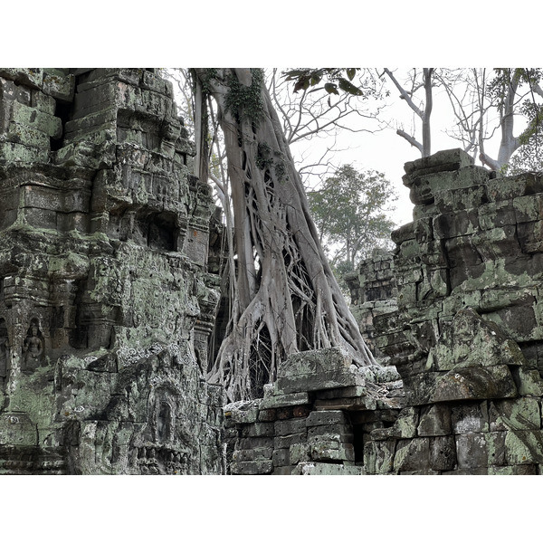 Picture Cambodia Siem Reap Ta Prohm 2023-01 130 - Tour Ta Prohm