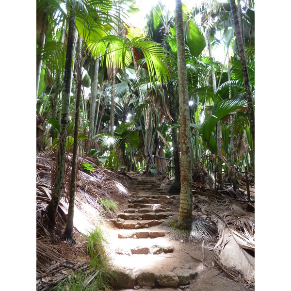 Picture Seychelles Vallee de Mai 2011-10 1 - Center Vallee de Mai