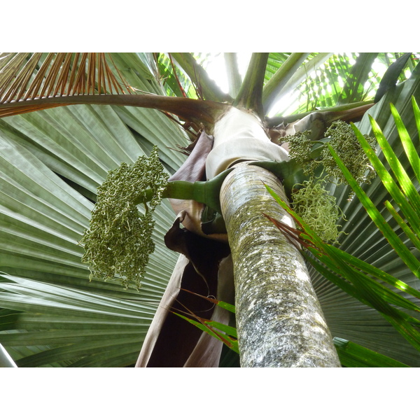 Picture Seychelles Vallee de Mai 2011-10 18 - Tour Vallee de Mai