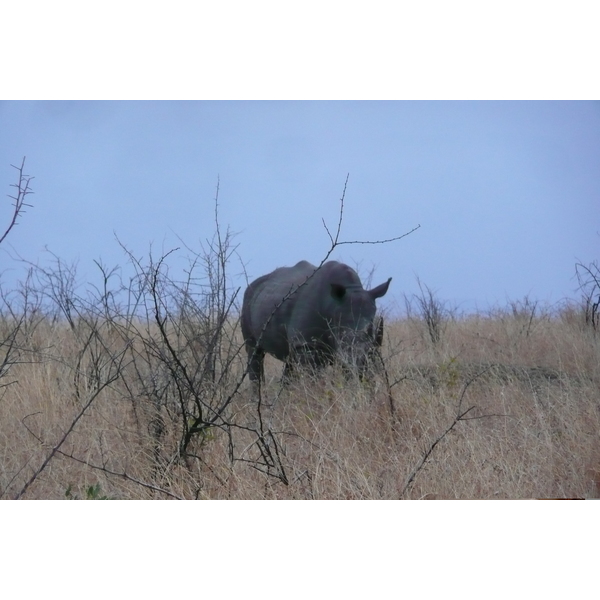 Picture South Africa Kruger National Park 2008-09 168 - Tours Kruger National Park