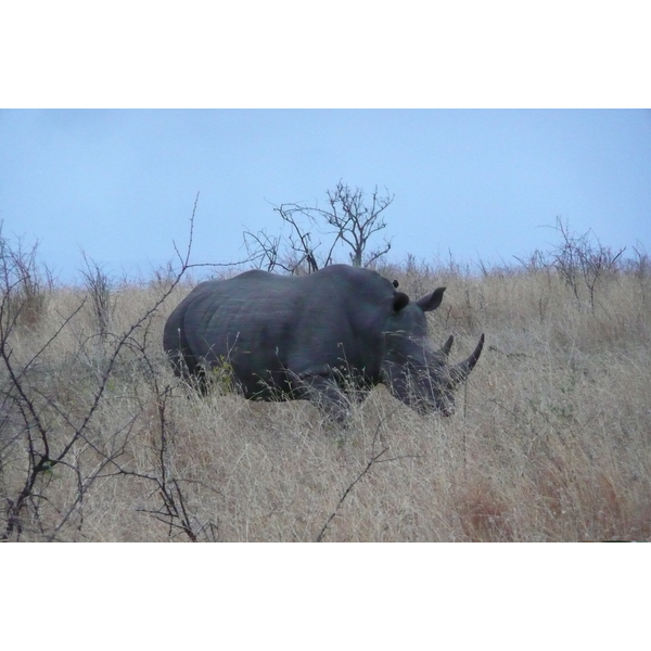 Picture South Africa Kruger National Park 2008-09 131 - Tour Kruger National Park