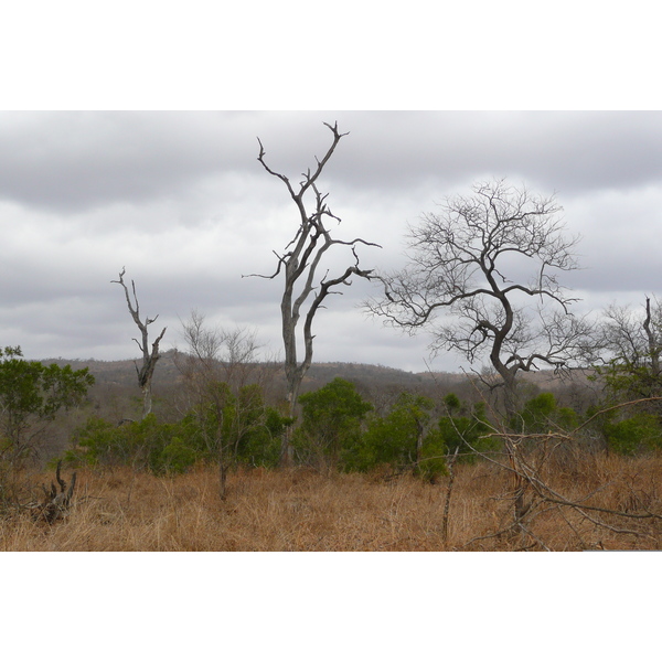 Picture South Africa Kruger National Park 2008-09 66 - Tours Kruger National Park