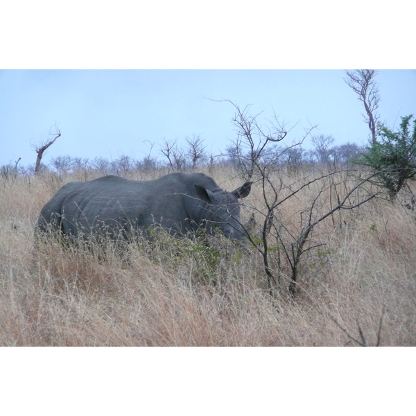 Picture South Africa Kruger National Park 2008-09 111 - Tours Kruger National Park