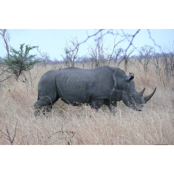 Picture South Africa Kruger National Park 2008-09 74 - Tours Kruger National Park