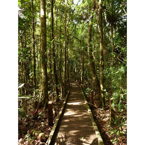 Picture New Caledonia Parc de la Riviere Bleue Le Grand Kaori 2010-05 23 - Tour Le Grand Kaori