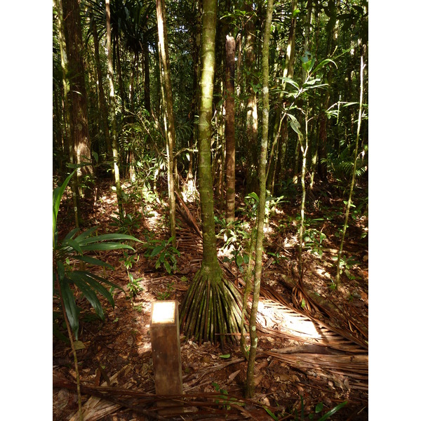 Picture New Caledonia Parc de la Riviere Bleue Le Grand Kaori 2010-05 25 - Center Le Grand Kaori